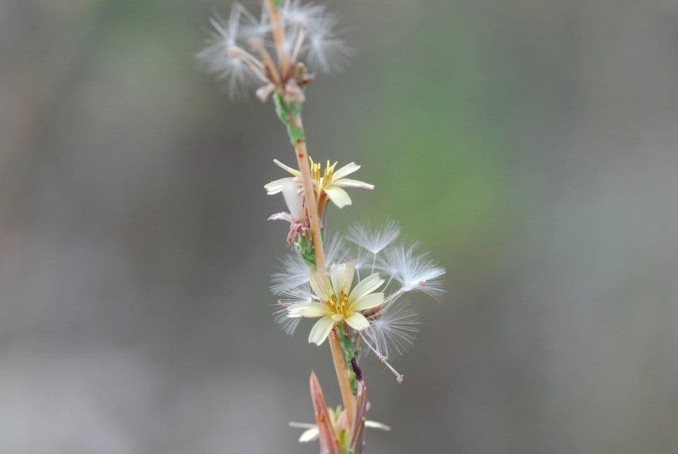 Lactuca saligna 2