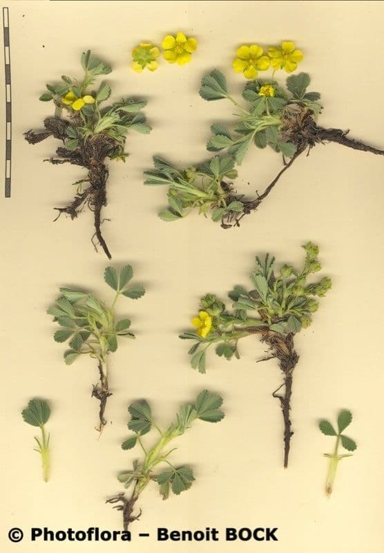 Potentilla 20