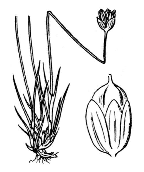 Jonc à trois fleurs 24