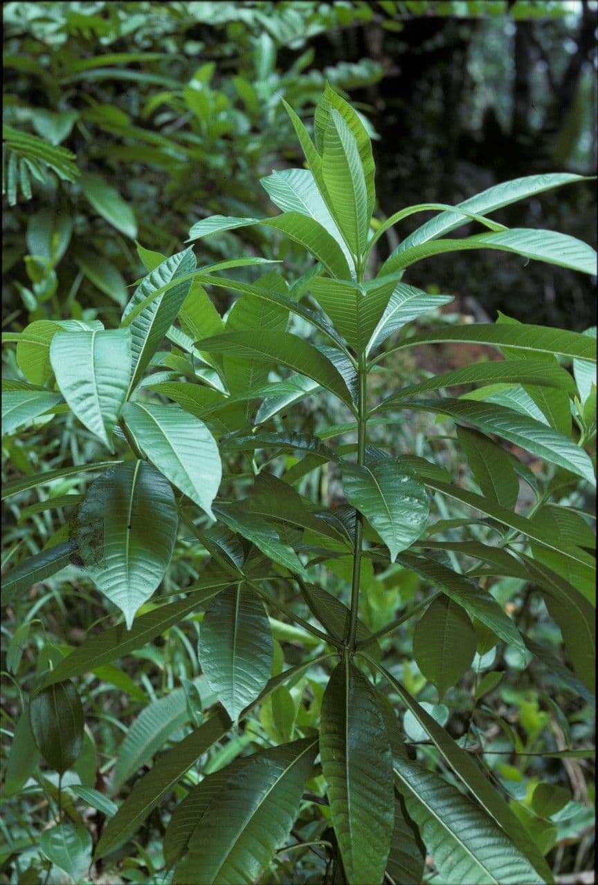 Alstonia 12