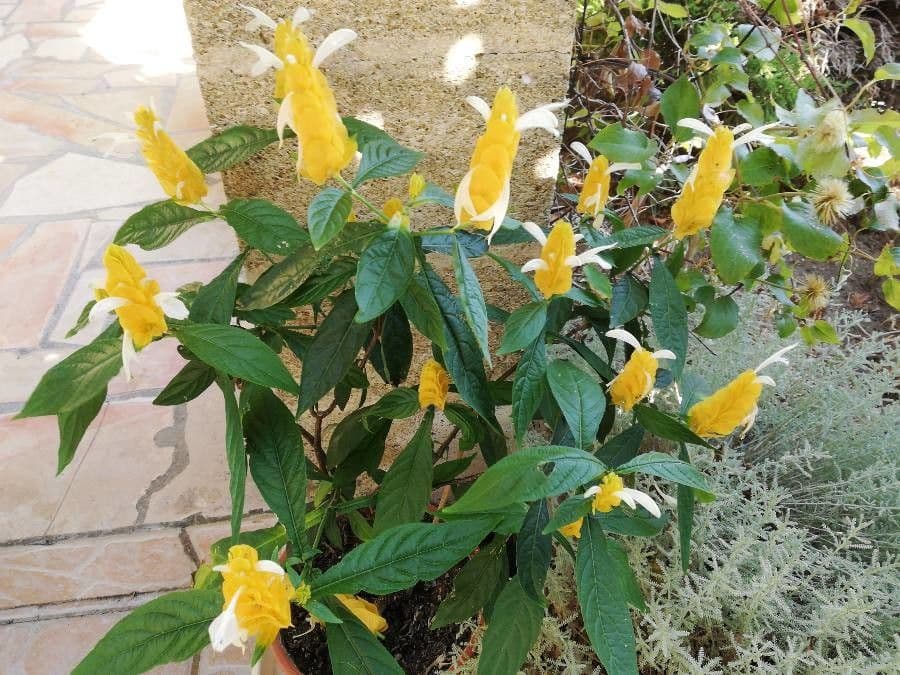 Pachystachys 21