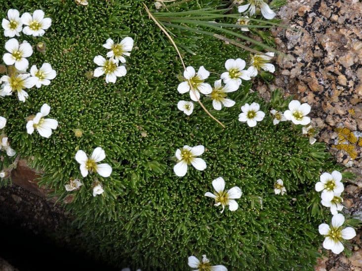 Cherleria obtusiloba 7