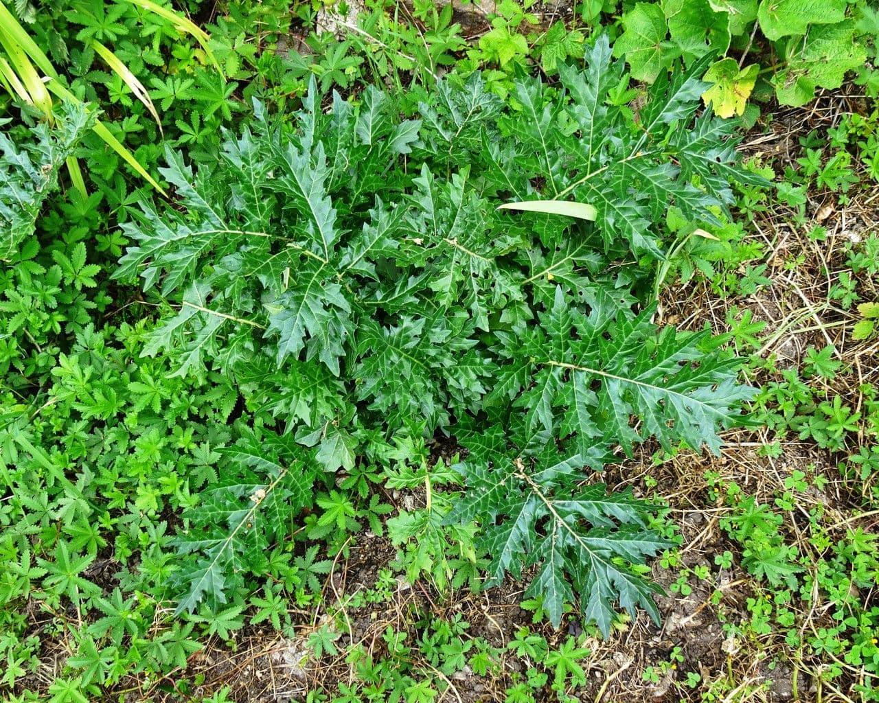 Acantho spinoso 14