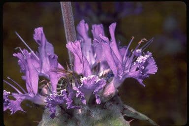Salvia cardo 4