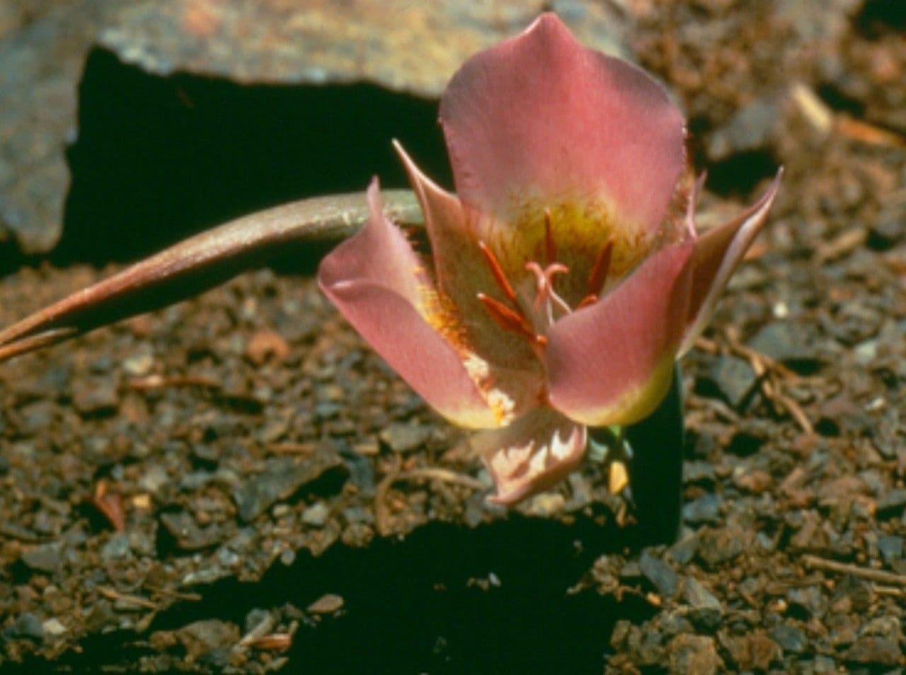 Calochortus 3