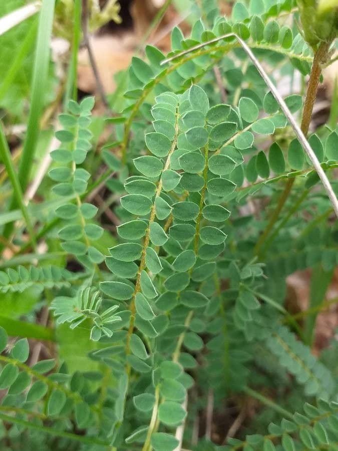 Astragalus hamosus 20