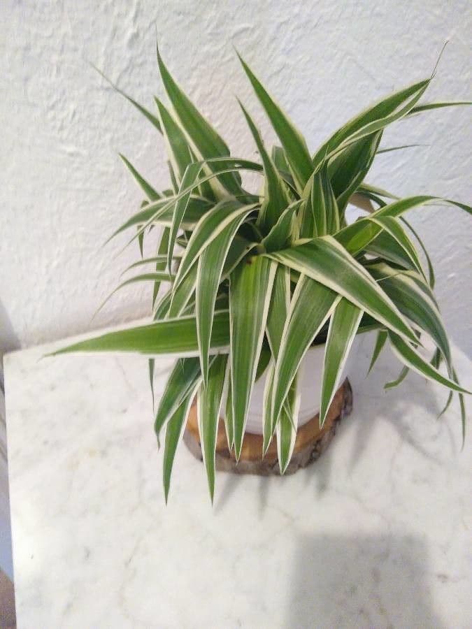 Chlorophytum 14