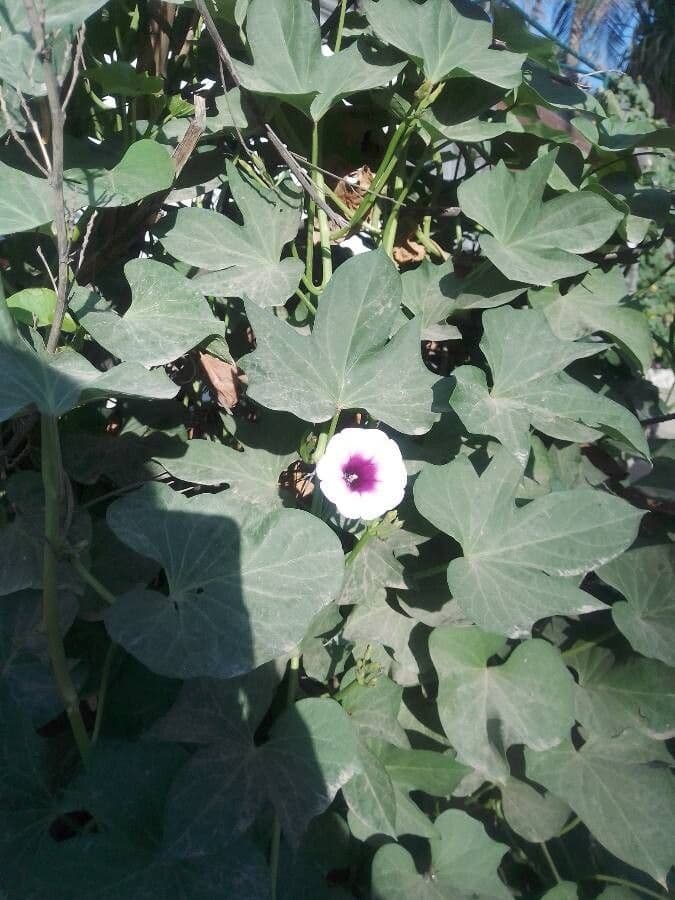Ipomoea triloba 3
