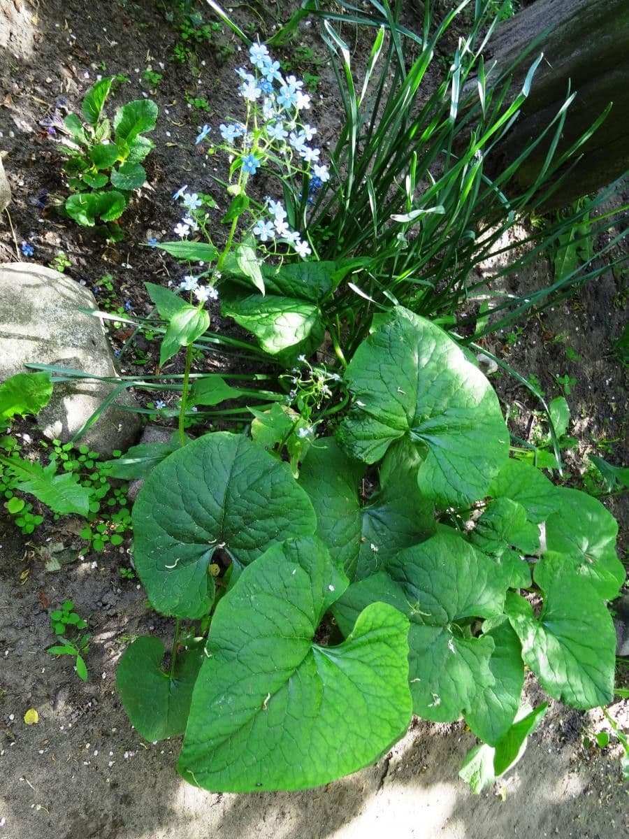 Brunnera 2