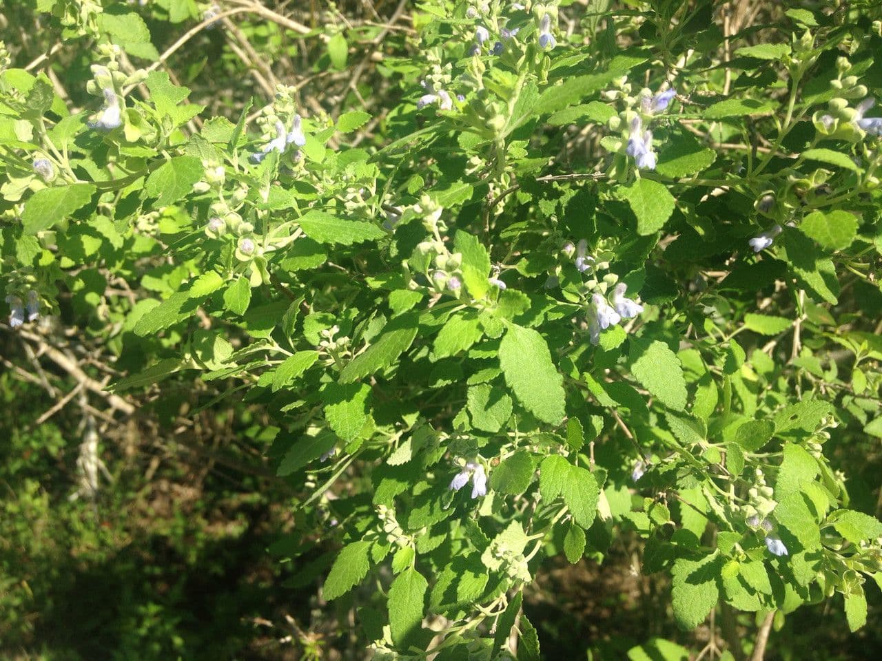 Salvia a grappoli 11