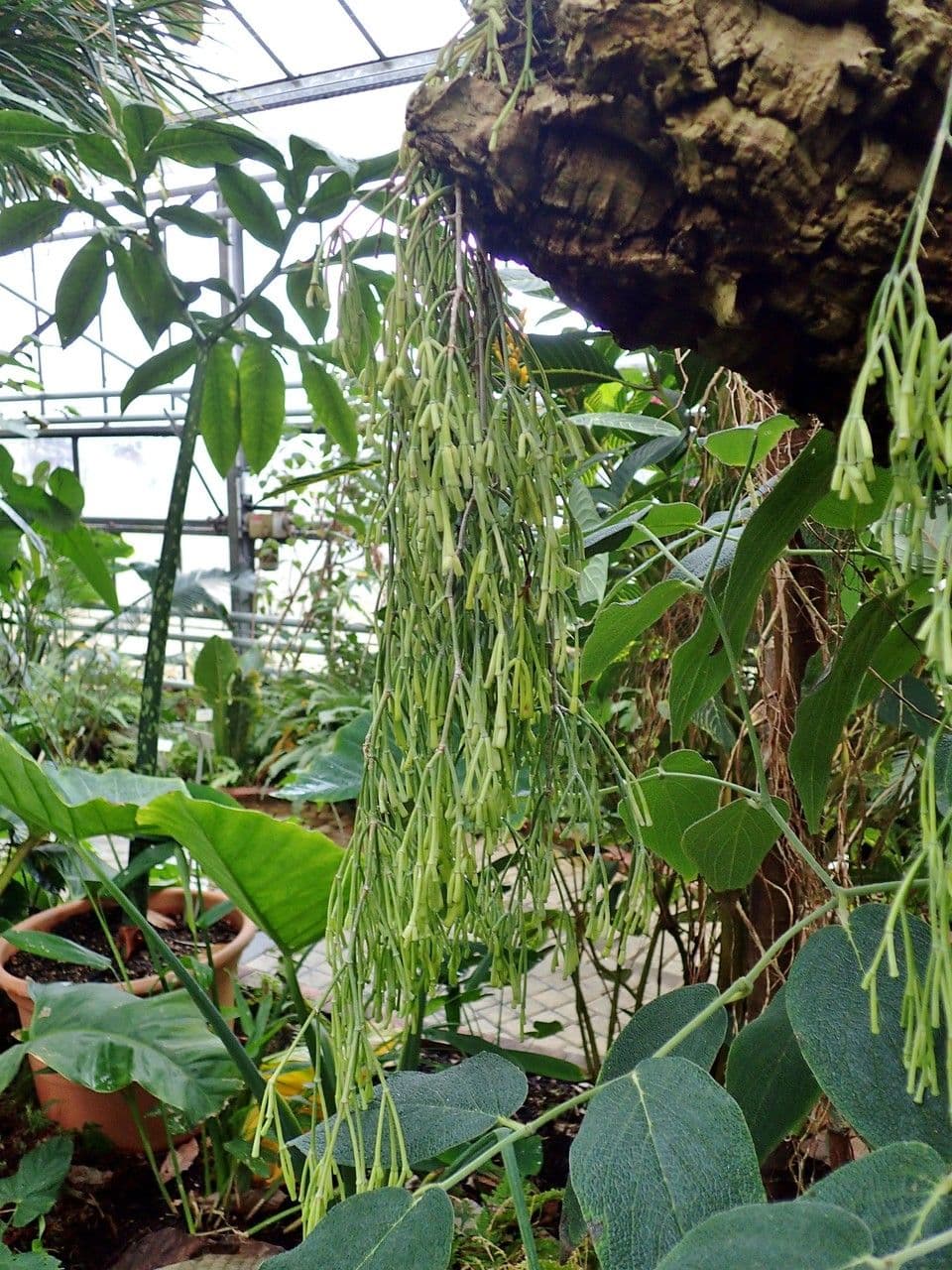 Rhipsalis clavata 9