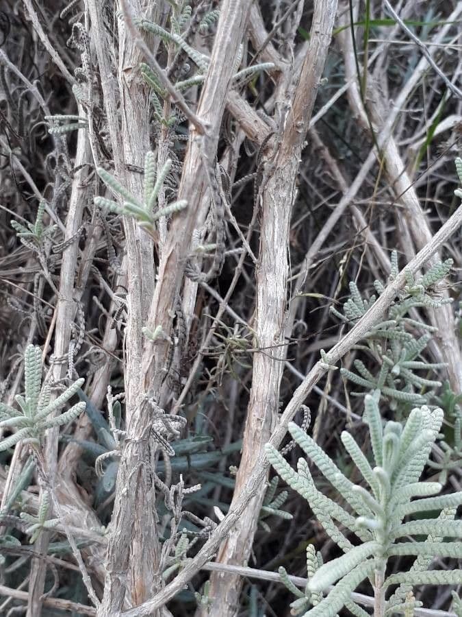 Lavanda dentata 21