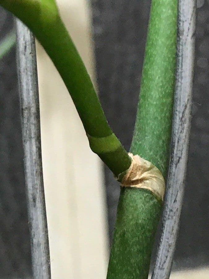 Orchidea farfalla 19