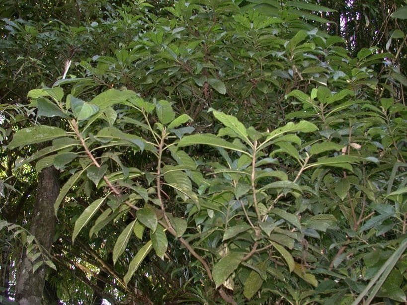 Saurauia 9