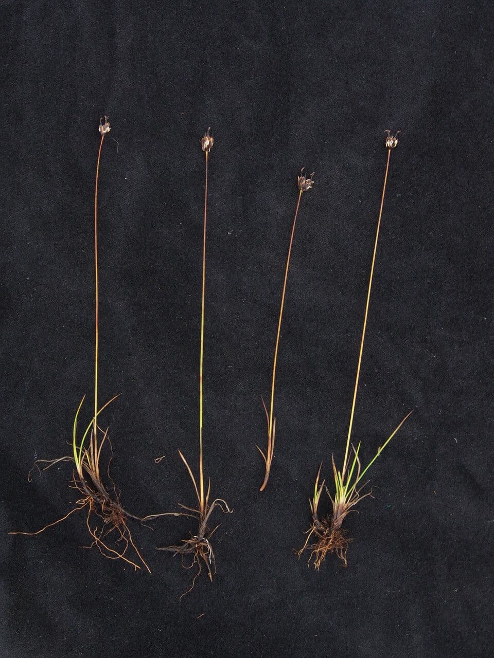 Juncus 4