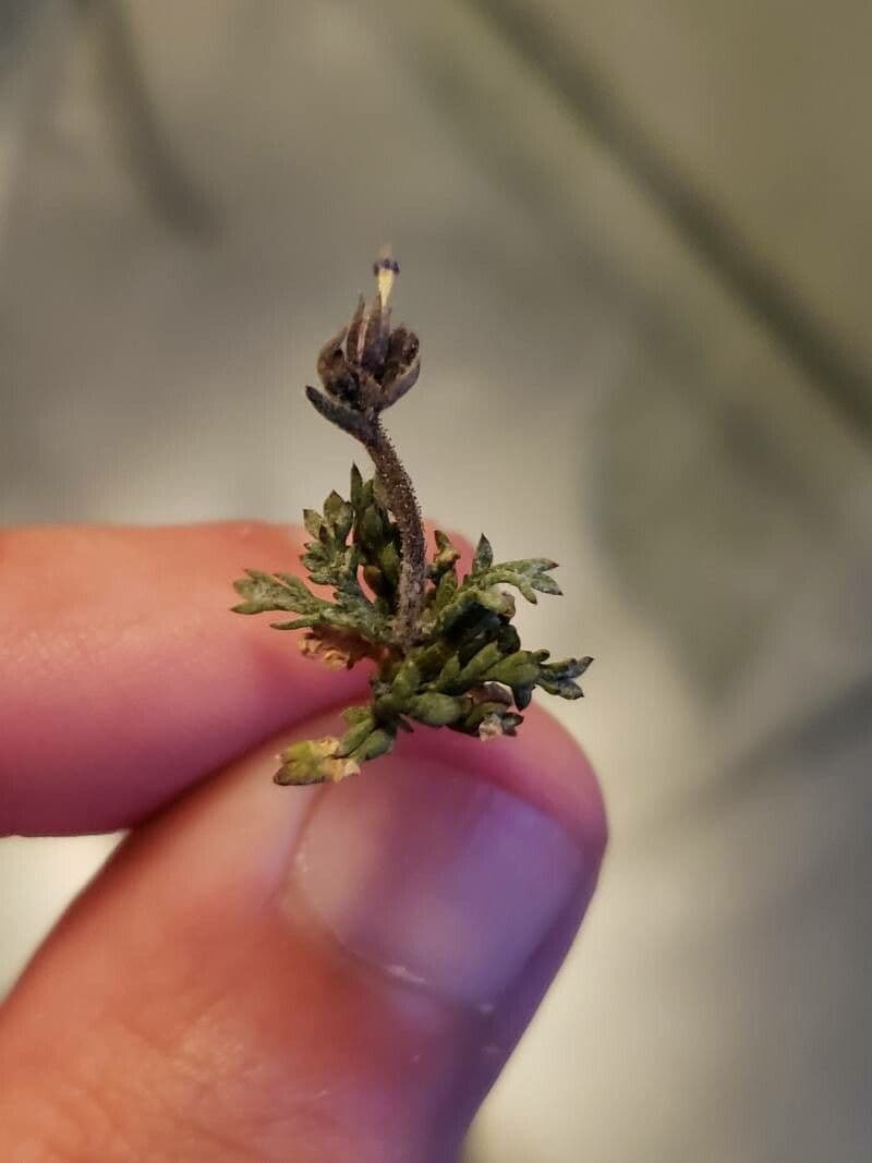 Gilia inconspicua 2