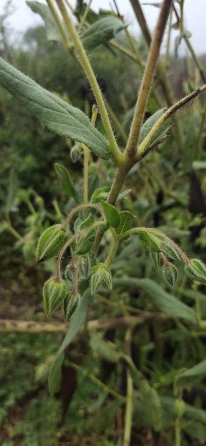 Trichodesma