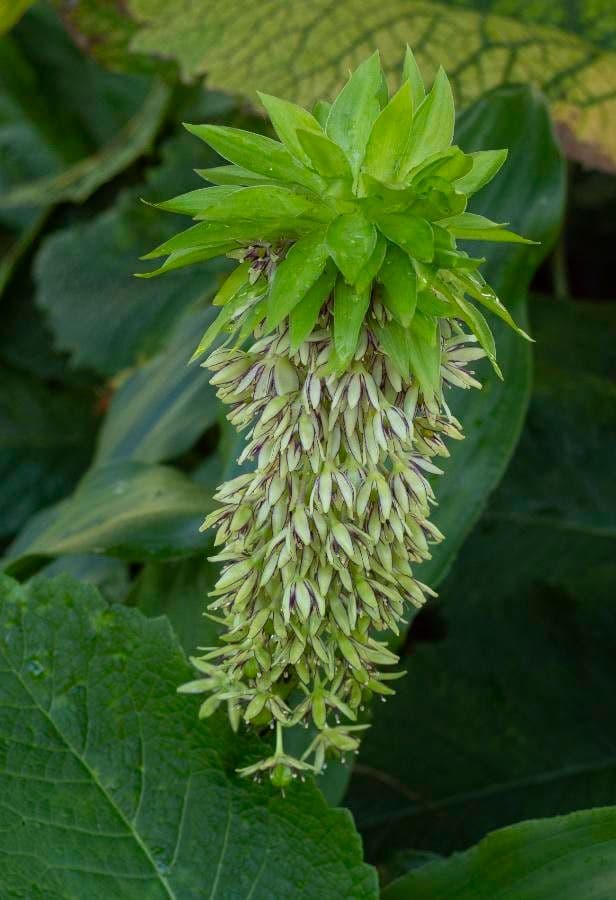 Eucomis 5