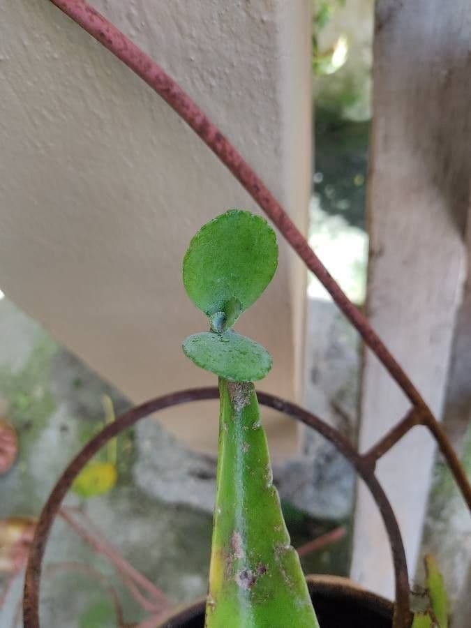 Kalanchoe 15
