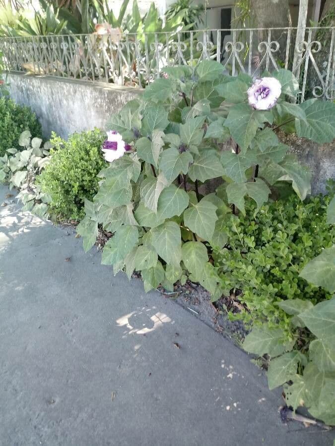 Datura metel 12