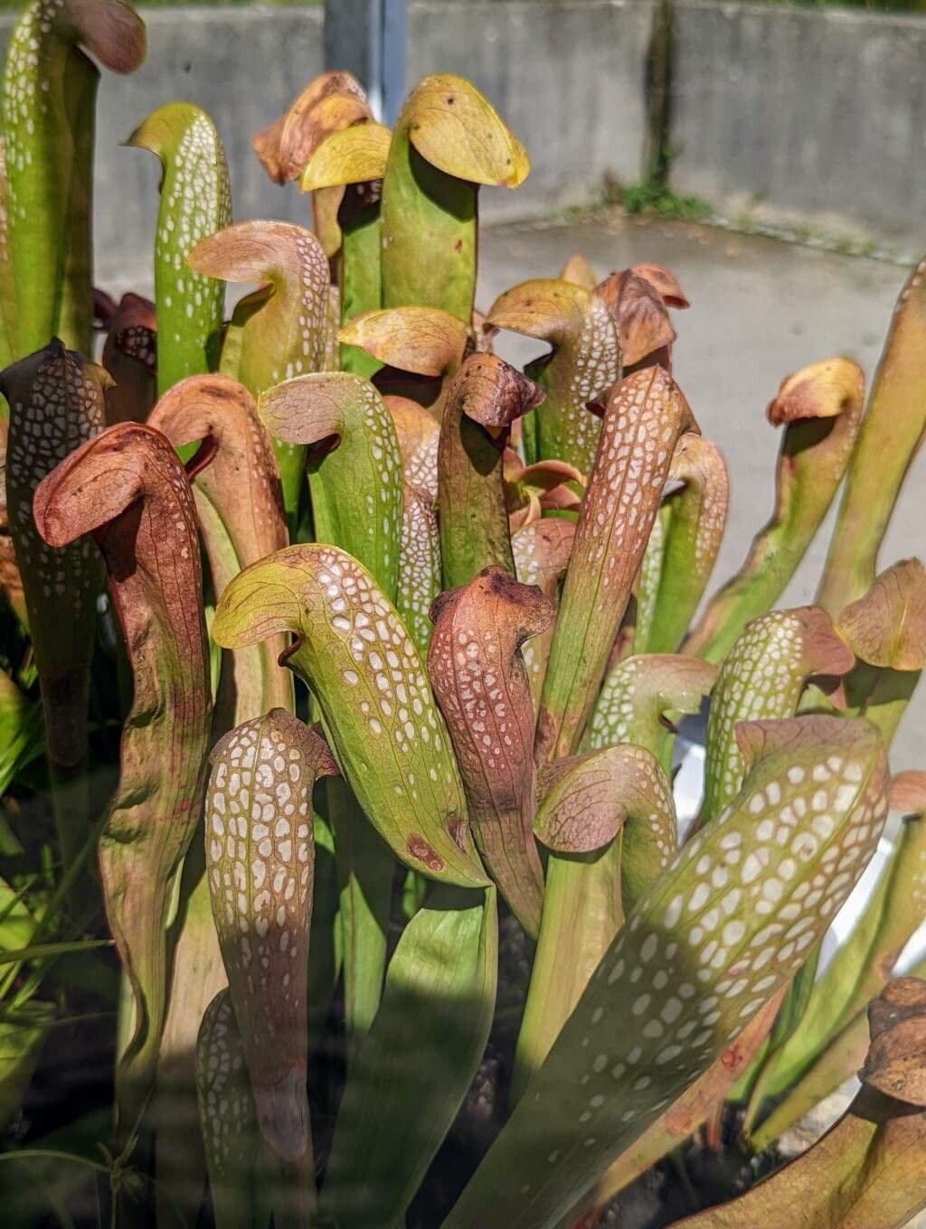 Sarracenia minore 14