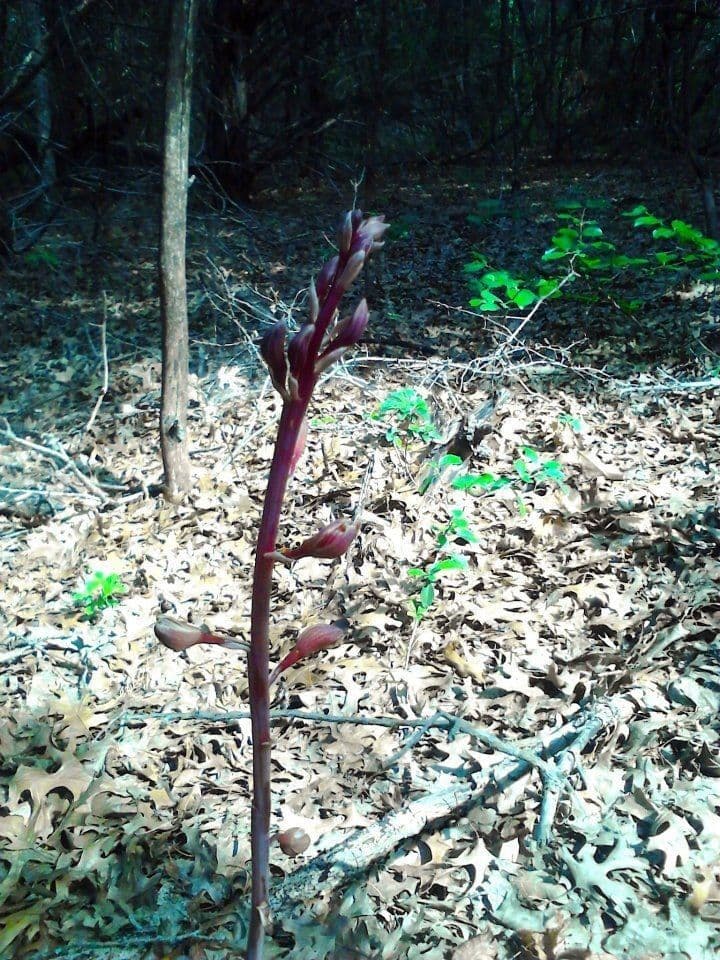 Hexalectris spicata 6