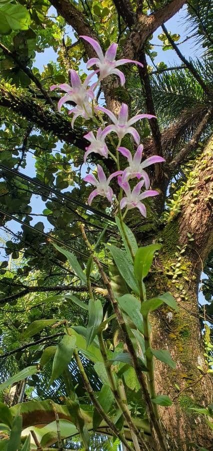 Laelia