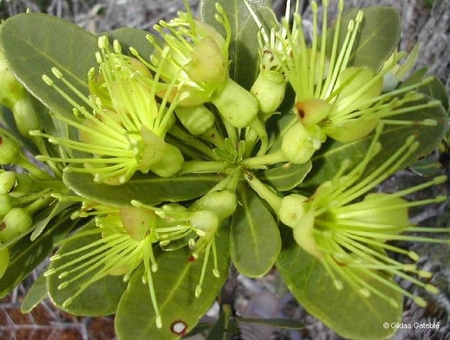 Xanthostemon 2