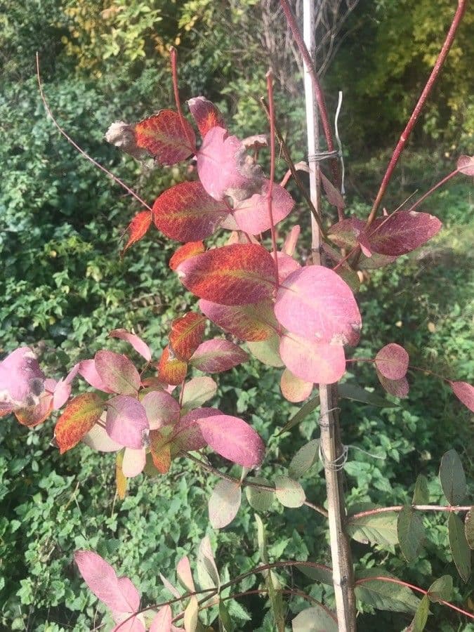 Eucalyptus dalrympleana 3