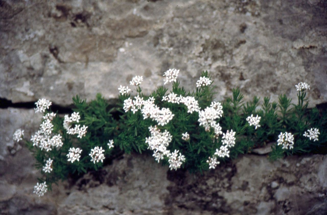 Caglio liscio 9