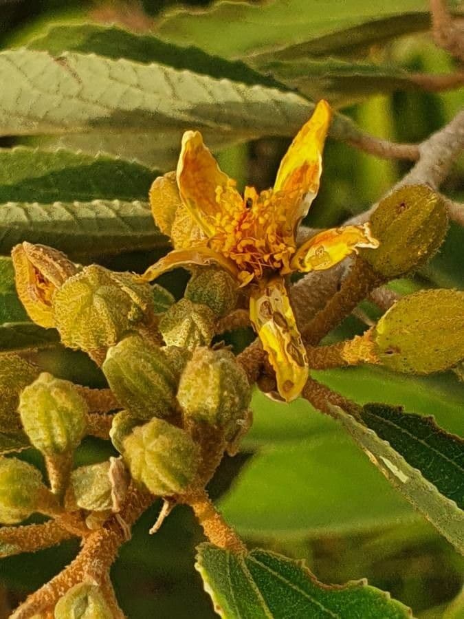 Grewia 5