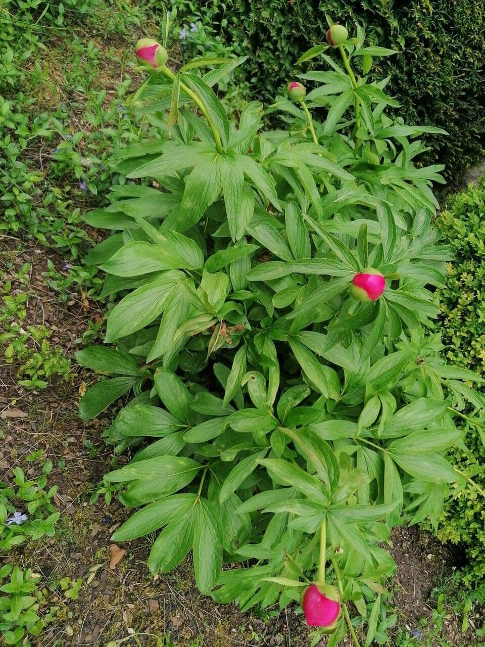 Peonia mascula 11