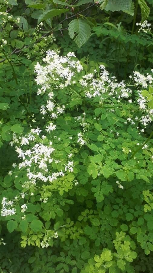 Thalictrum pubescens 3