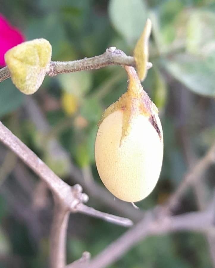 Salpichroa origanifolia 3