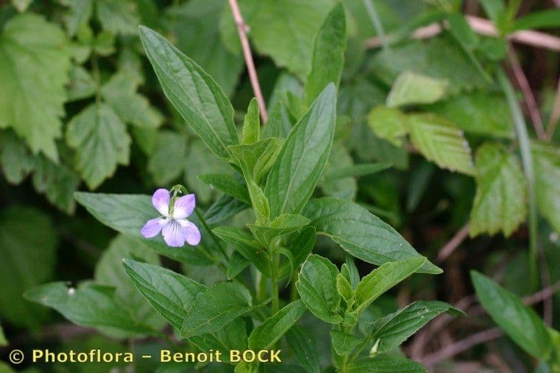Viola elatior 21