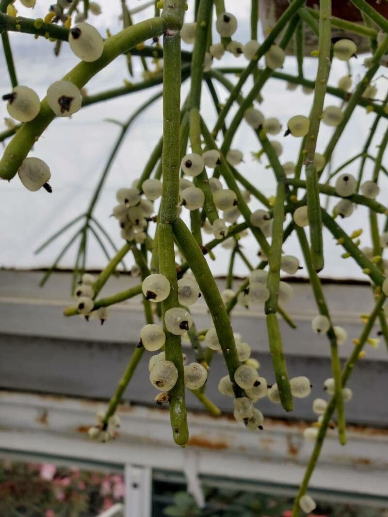Cactus vischio 3