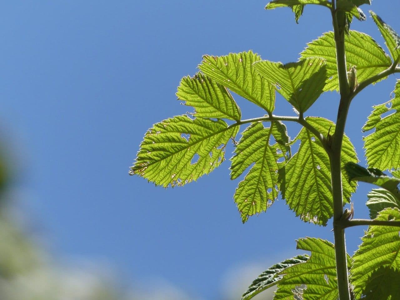 Rubus apetalus 10