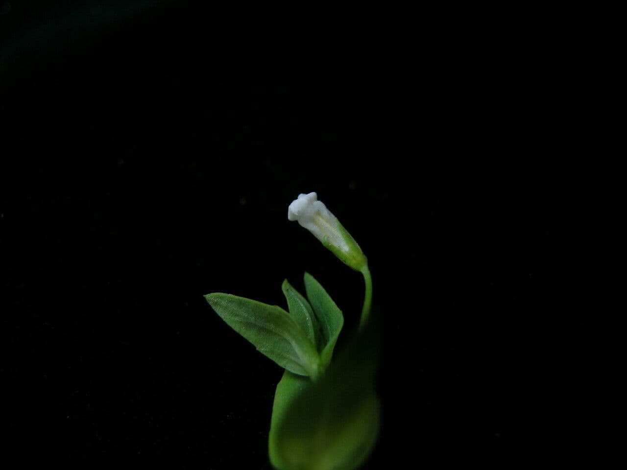 Lindernia parviflora 3