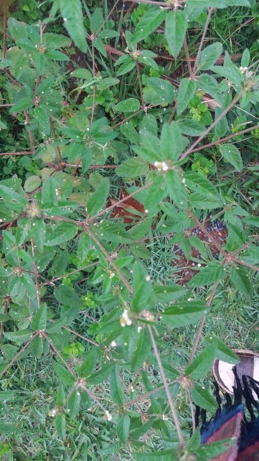 Drüsen-Croton 2