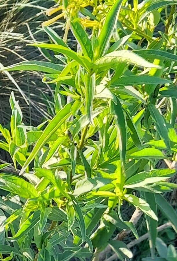 Cestrum 19