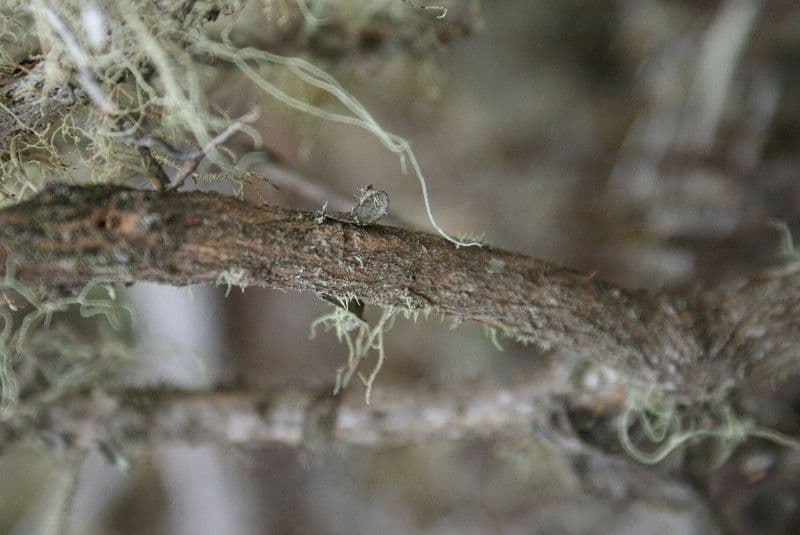Hubertia 23