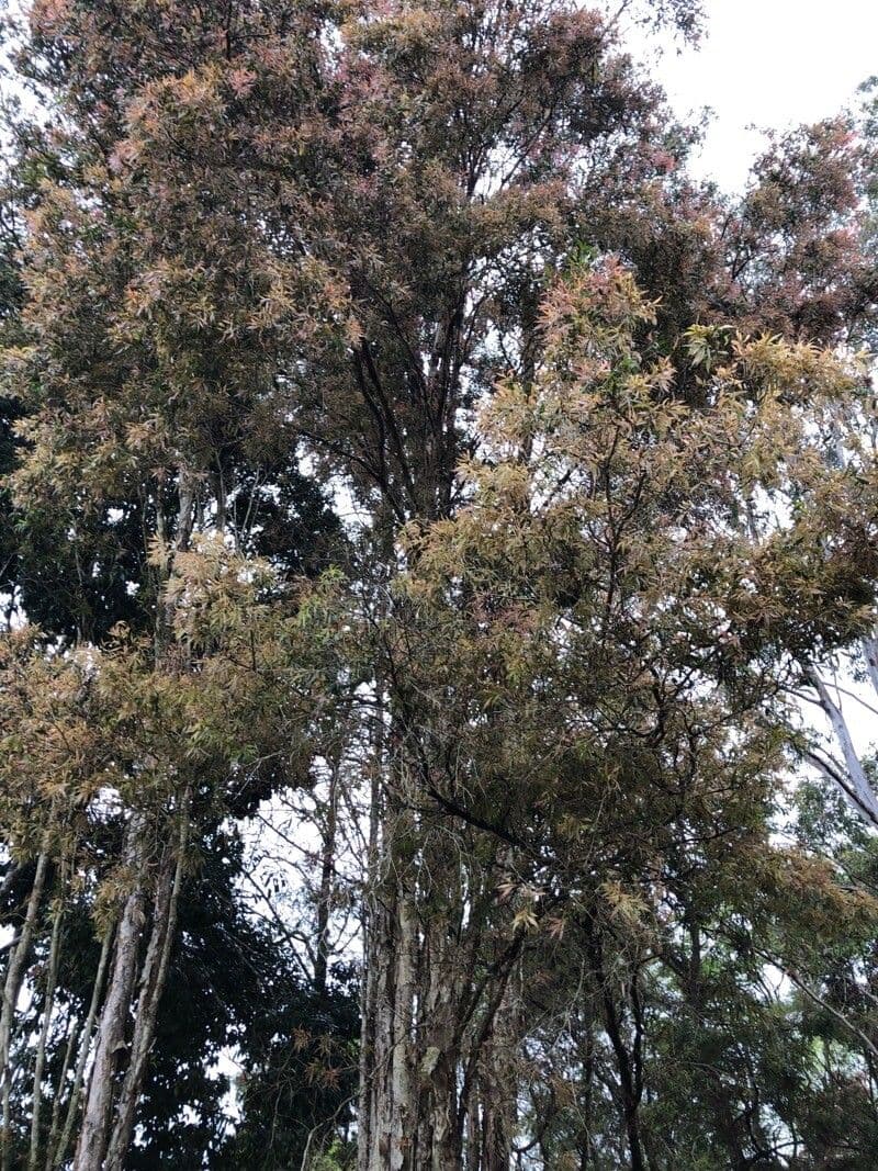 Dacrycarpus dacrydioides 6