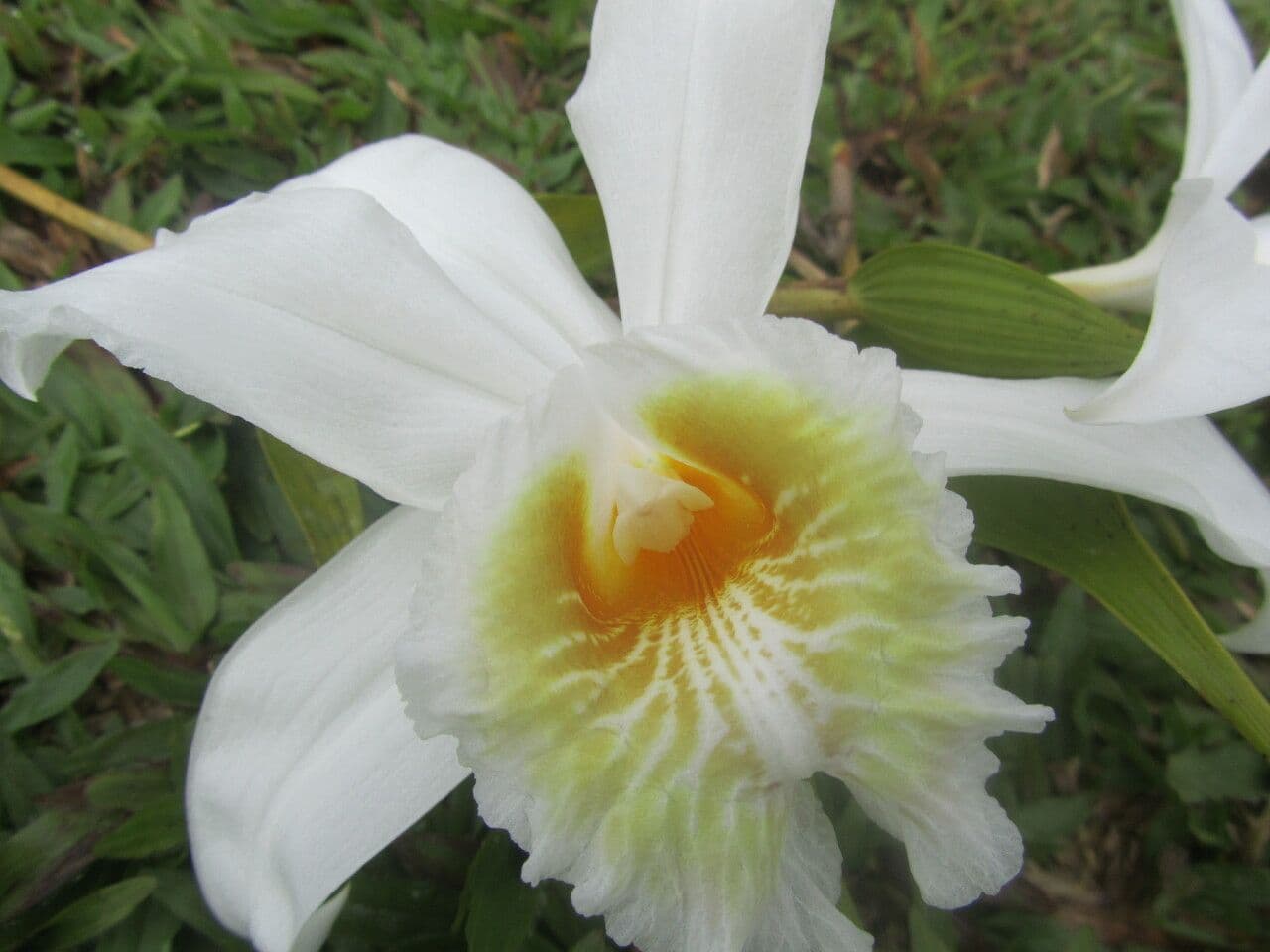 Sobralia 2