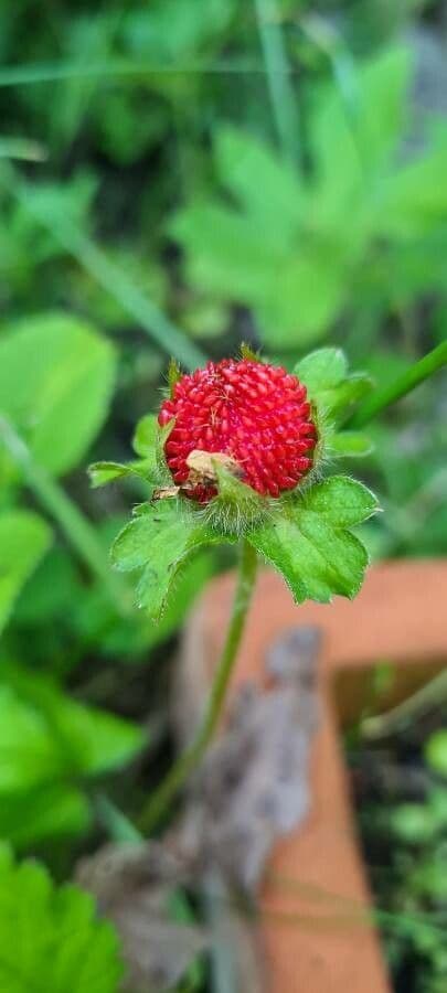 Strawberryleaf cinquefoil 4