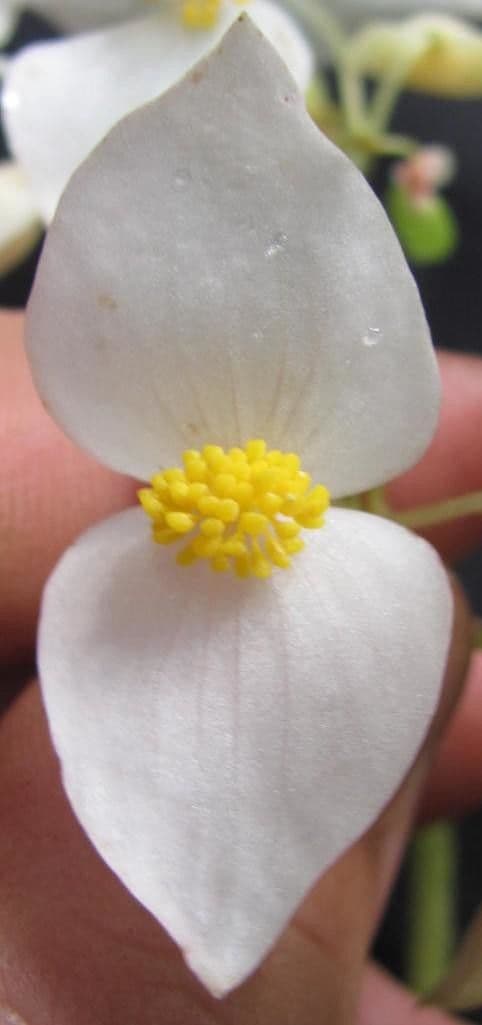 Begonia 6