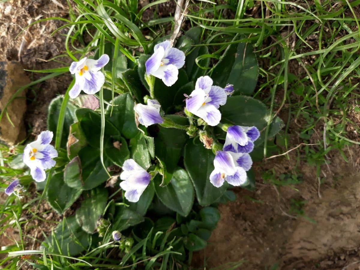 Craterostigma 4
