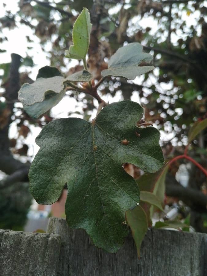 Fremontodendron 16