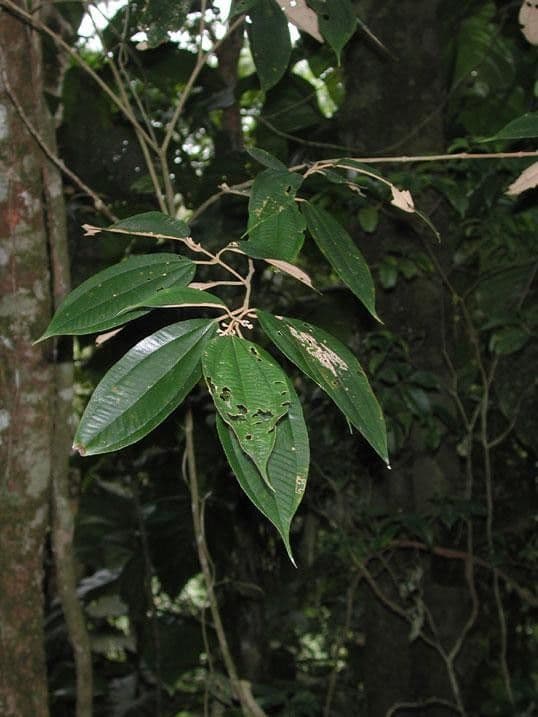 Miconia 16