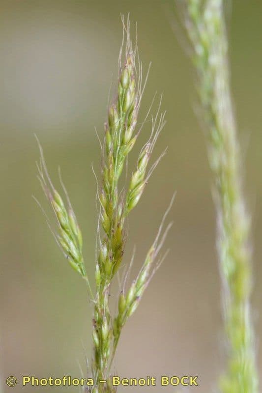 Apera interrupta