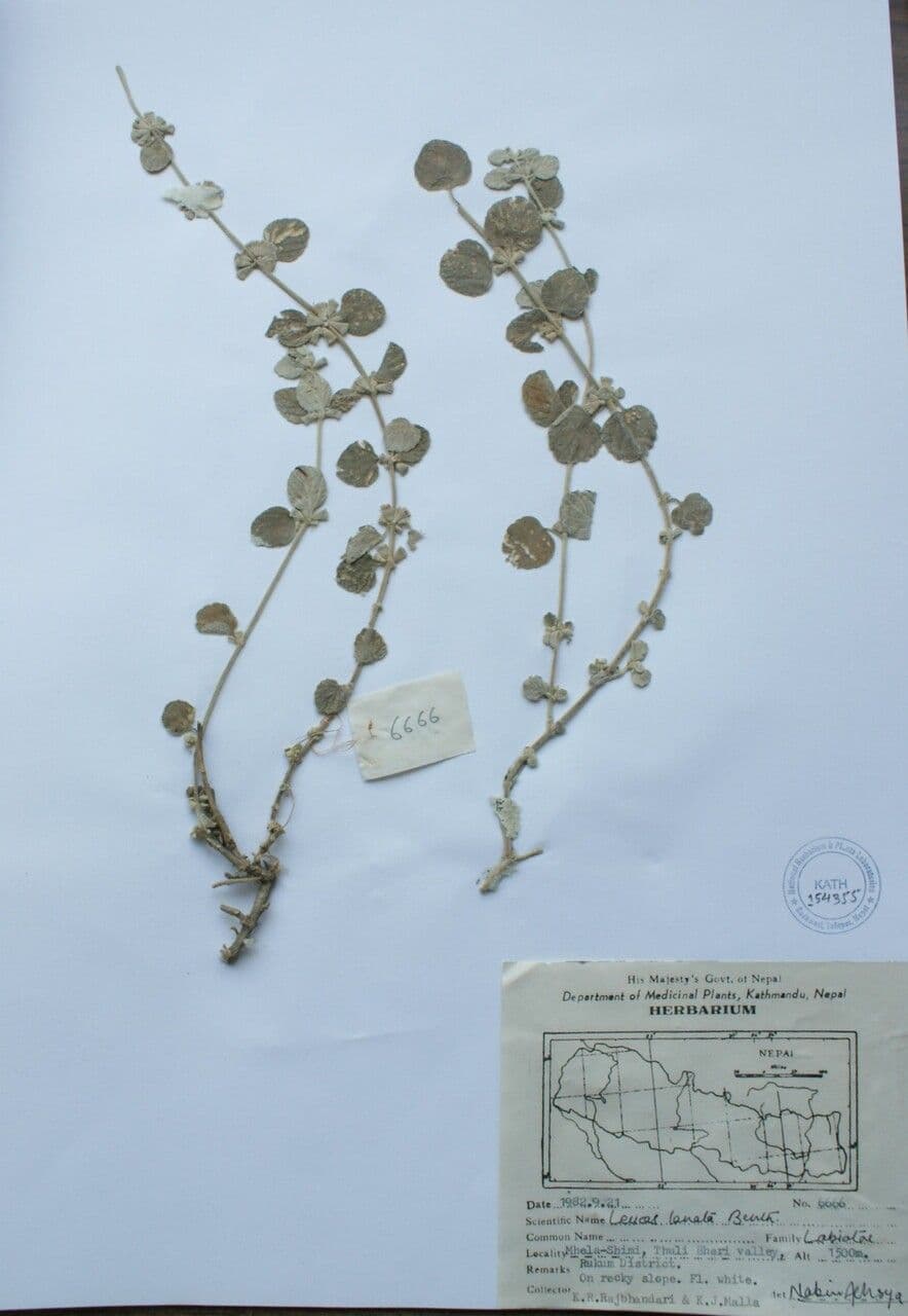 Leucas 10